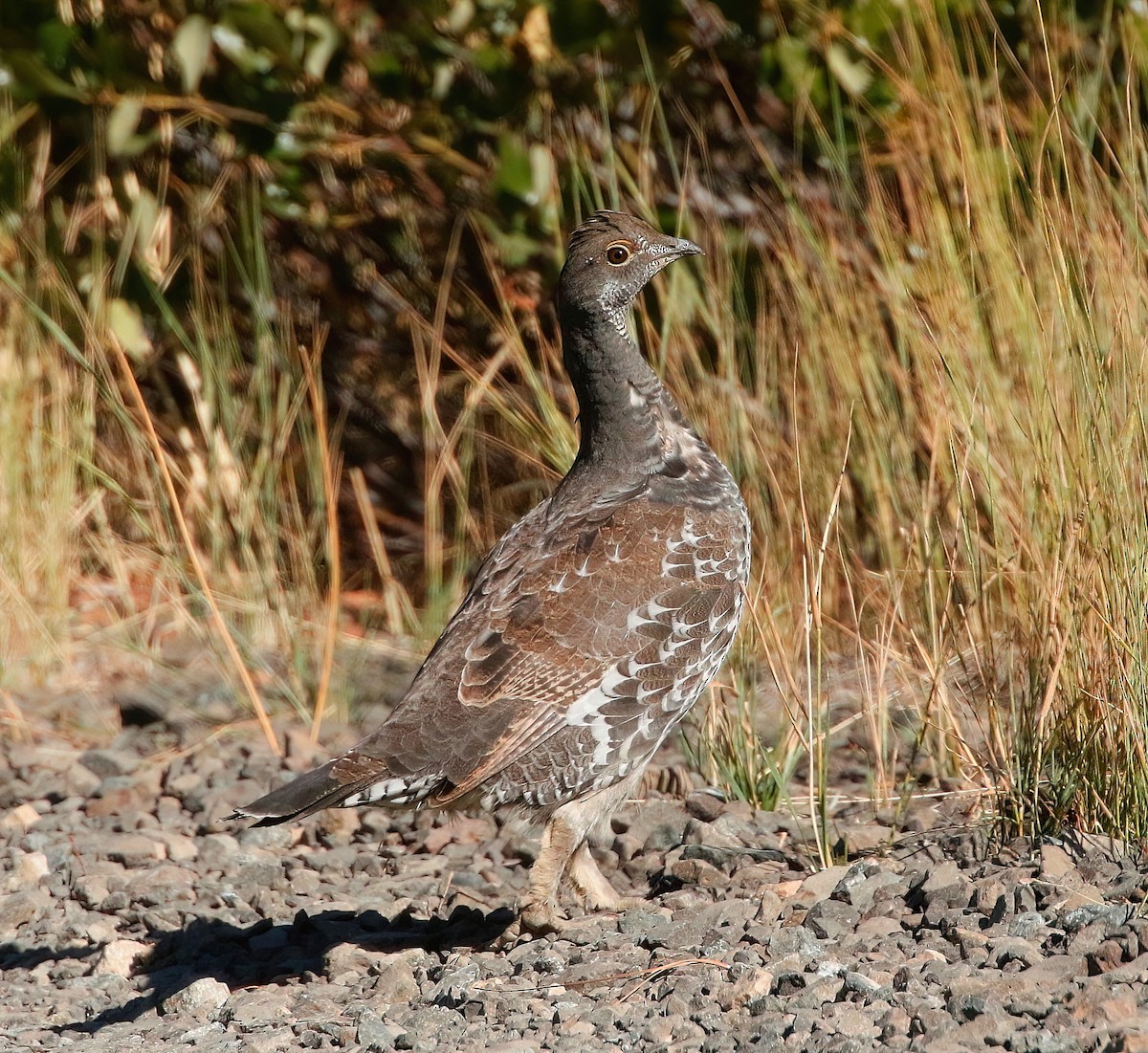 Gallo Oscuro - ML495523731