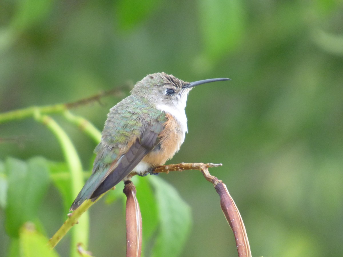 Inagua Woodstar - Tarra Lindo