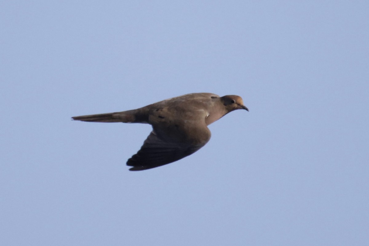 Mourning Dove - A Birder