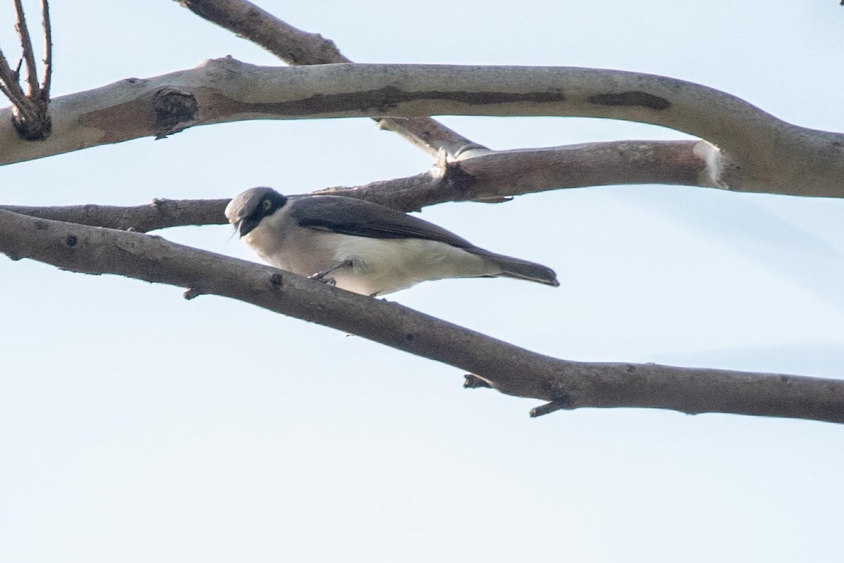 Malabar Woodshrike - Samanvitha Rao