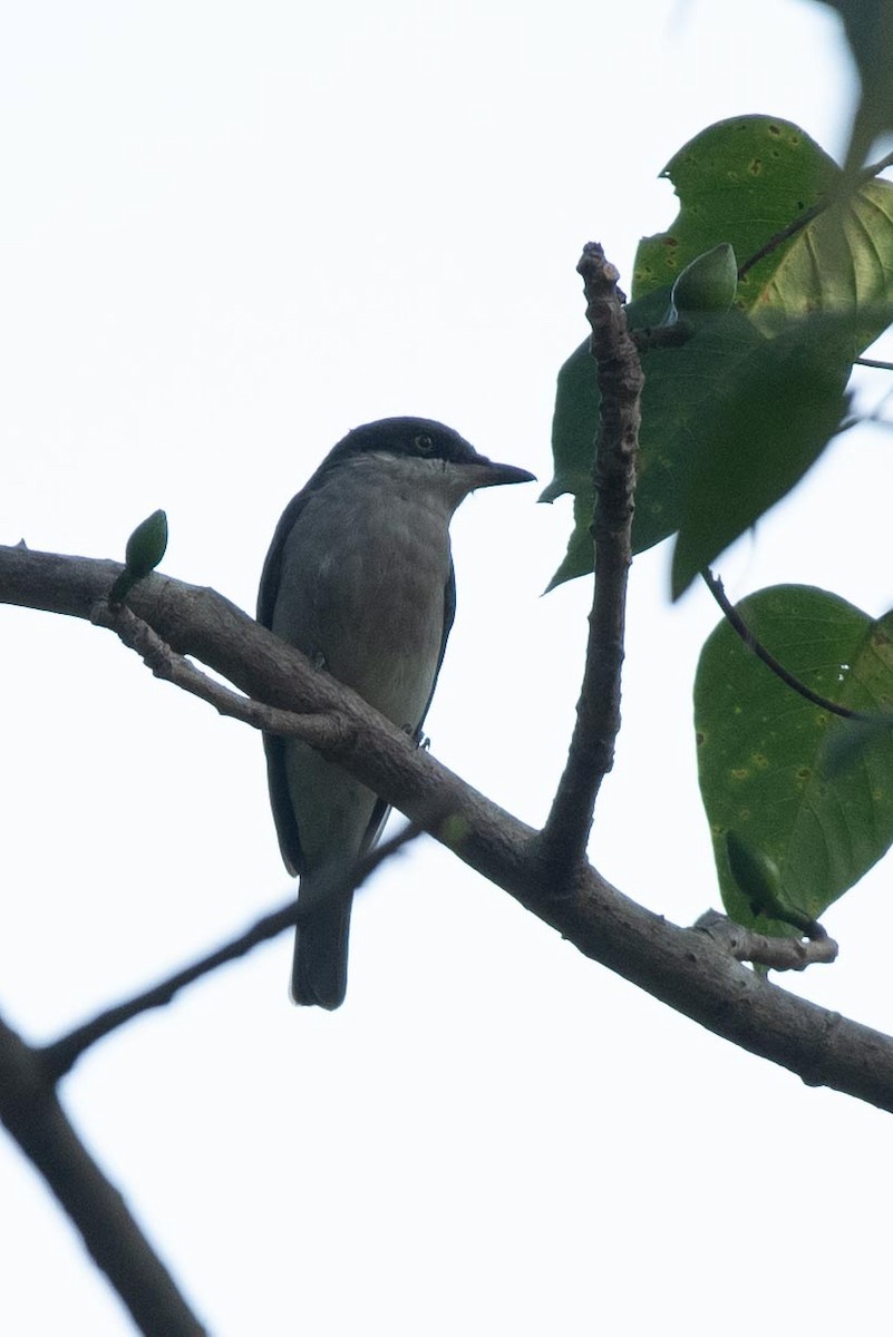 Malabar Woodshrike - ML495525861