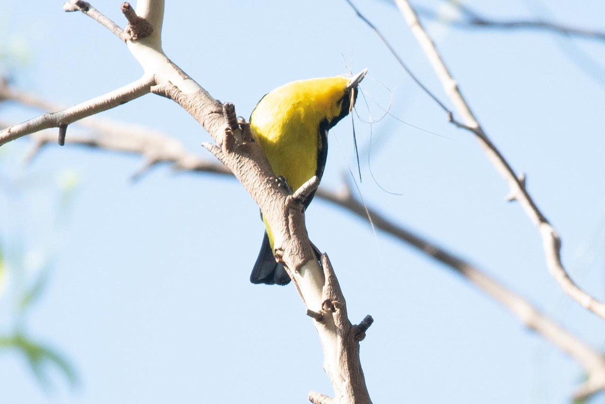 Common Iora - Samanvitha Rao