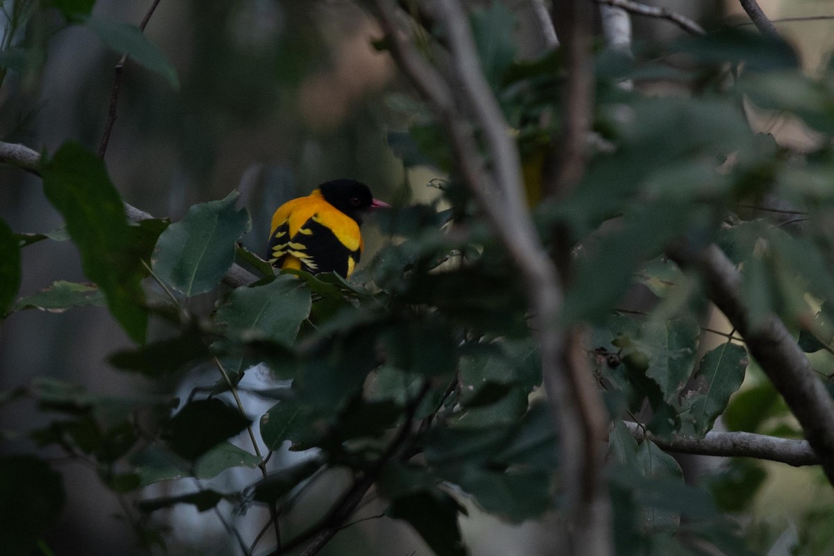 Black-hooded Oriole - ML495525951