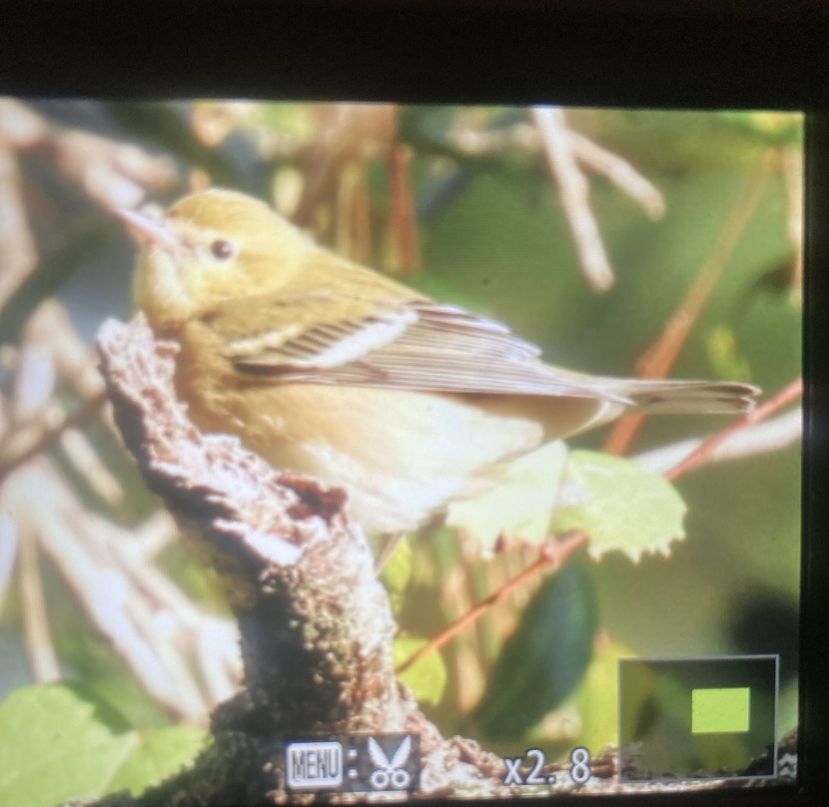 Bay-breasted Warbler - ML495525961