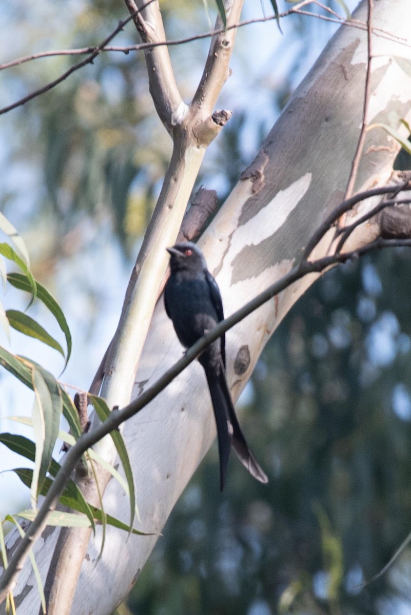 Kül Rengi Drongo - ML495526021