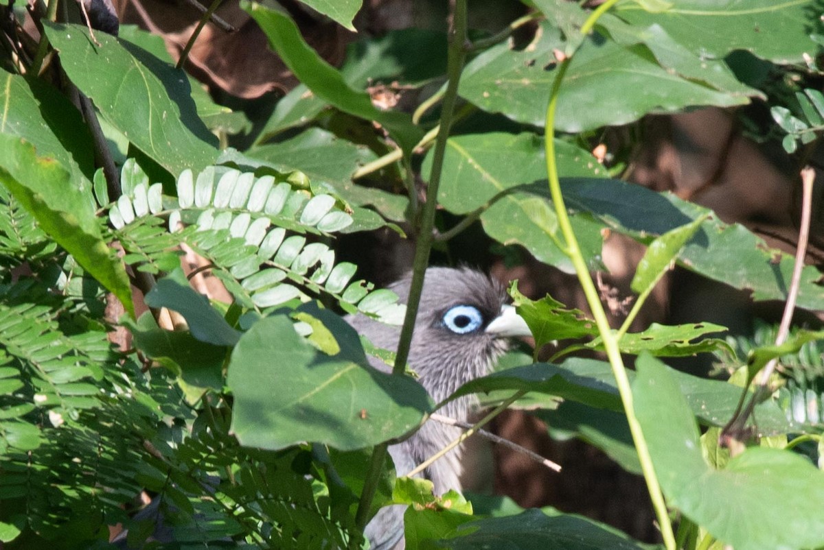 Blue-faced Malkoha - ML495526061