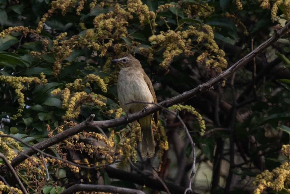 White-browed Bulbul - Samanvitha Rao