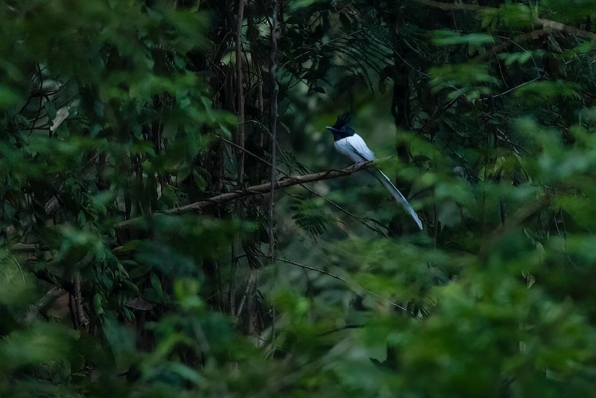 Indian Paradise-Flycatcher - Samanvitha Rao