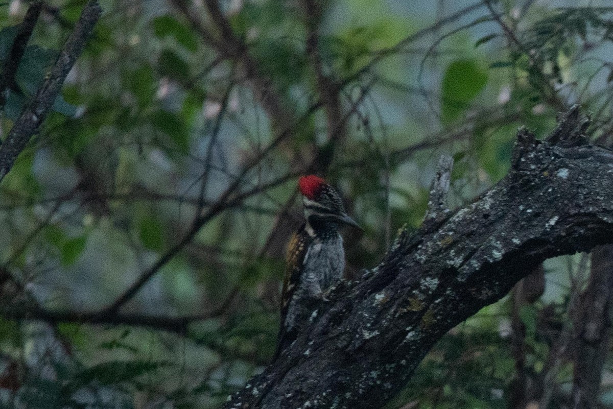 Black-rumped Flameback - ML495526331