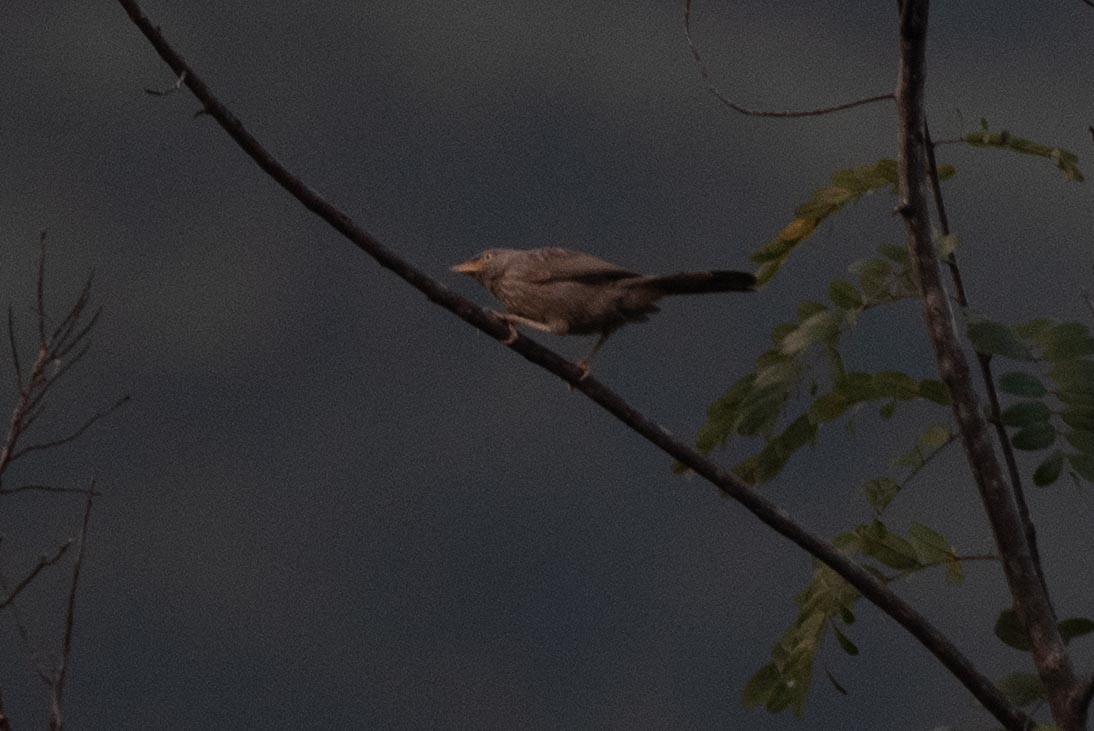 Jungle Babbler - ML495526451