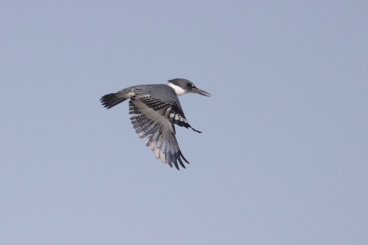 Belted Kingfisher - ML495526671