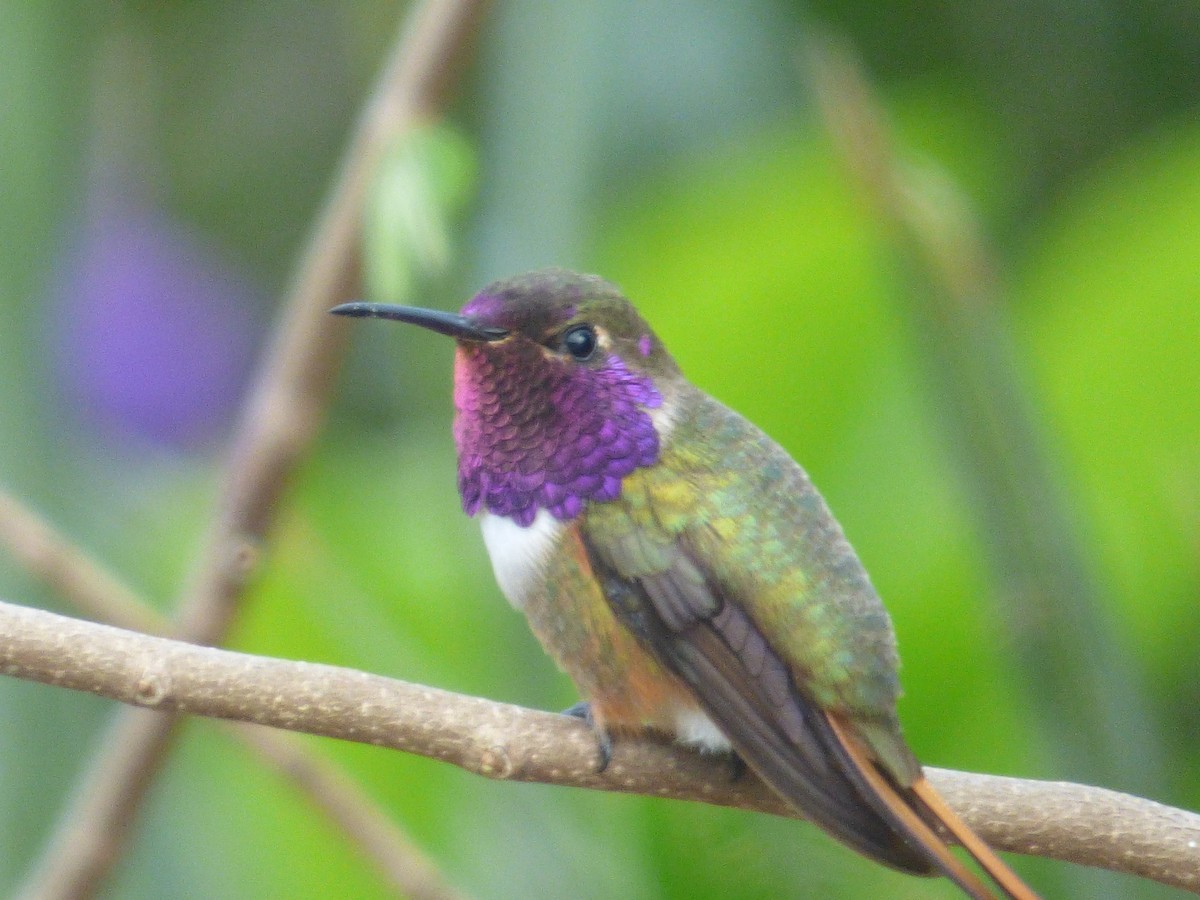Inagua Woodstar - Tarra Lindo