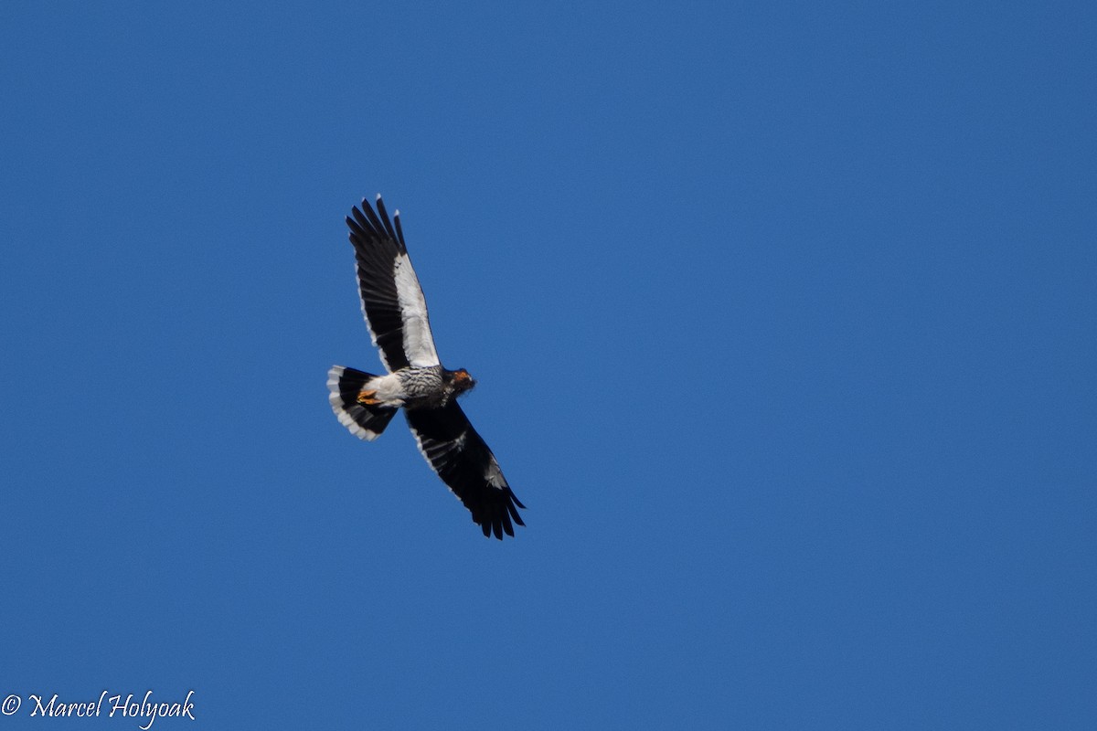 Carunculated Caracara - ML495528041