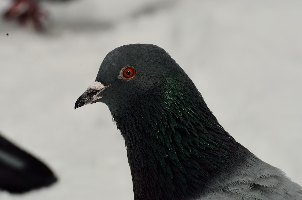 Pigeon biset (forme domestique) - ML49552851