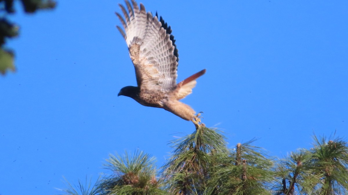 Red-tailed Hawk - Bill  Feusahrens