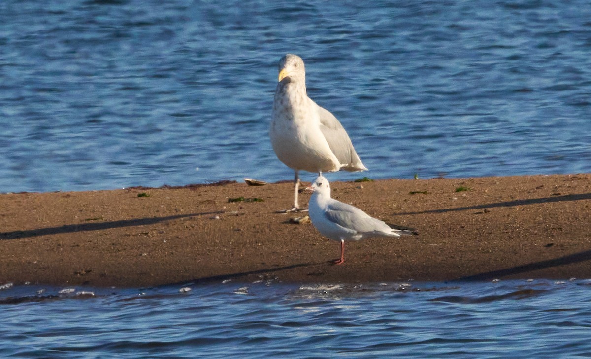 Mouette rieuse - ML495529811