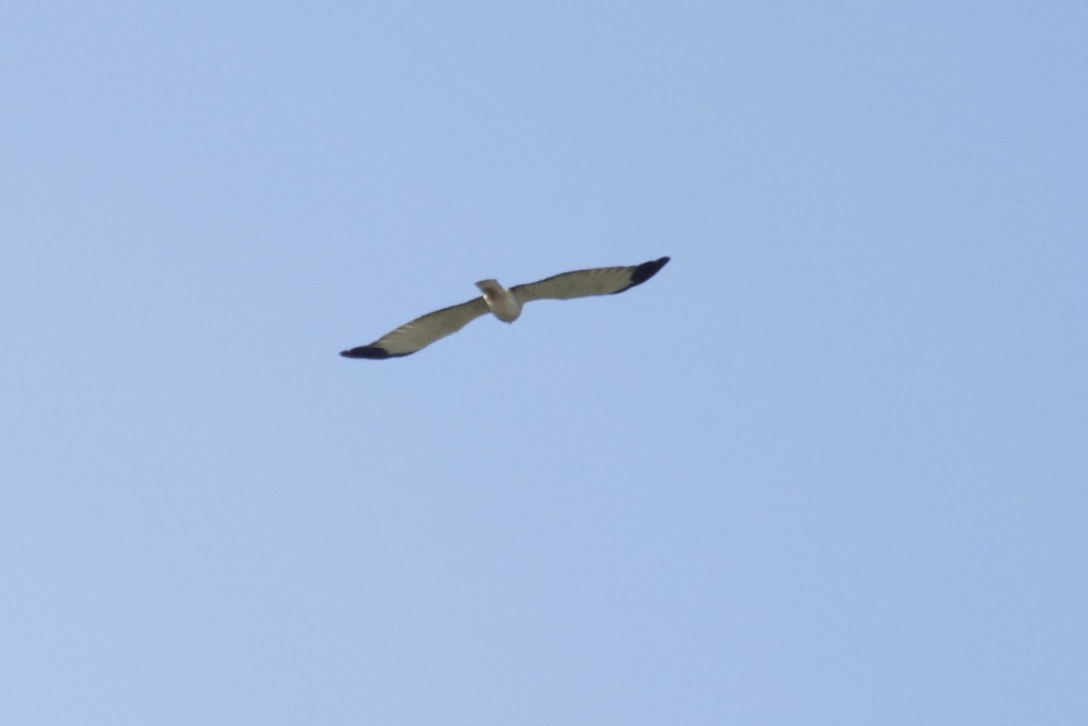 Ring-billed Gull - A Birder