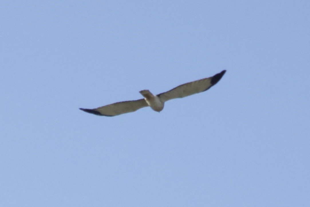 Ring-billed Gull - A Birder