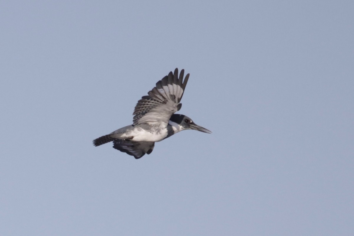 Belted Kingfisher - ML495530791