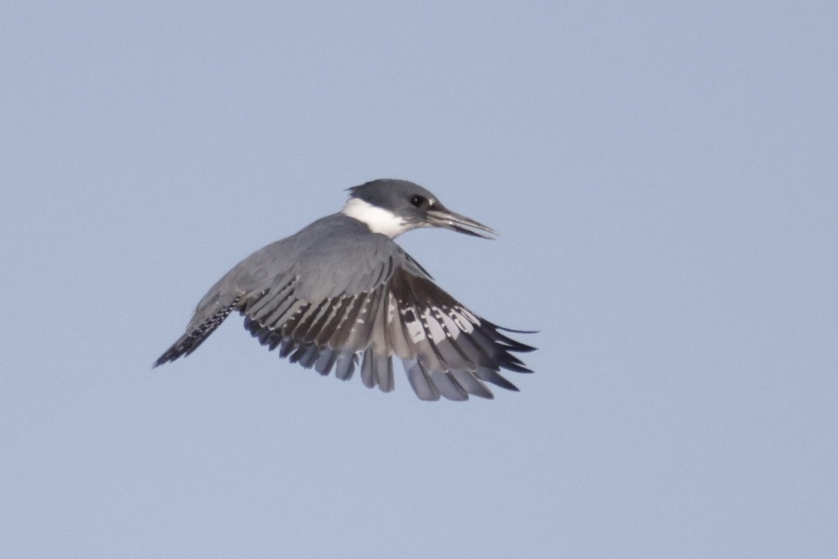 Belted Kingfisher - ML495530801