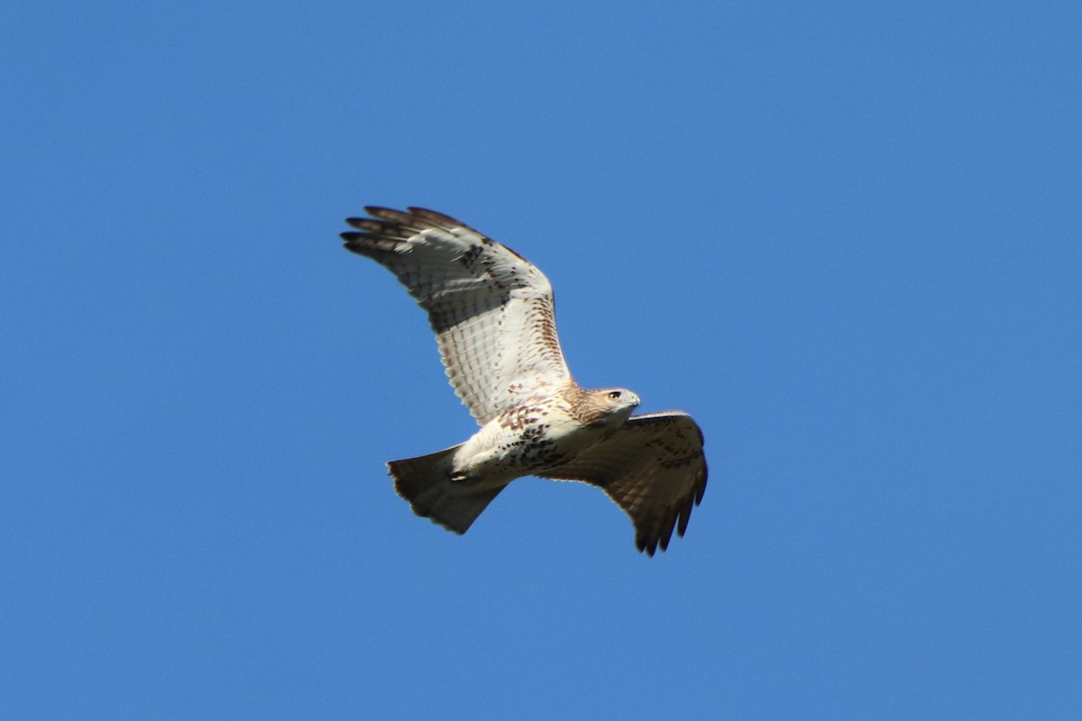 Red-tailed Hawk - ML495532471