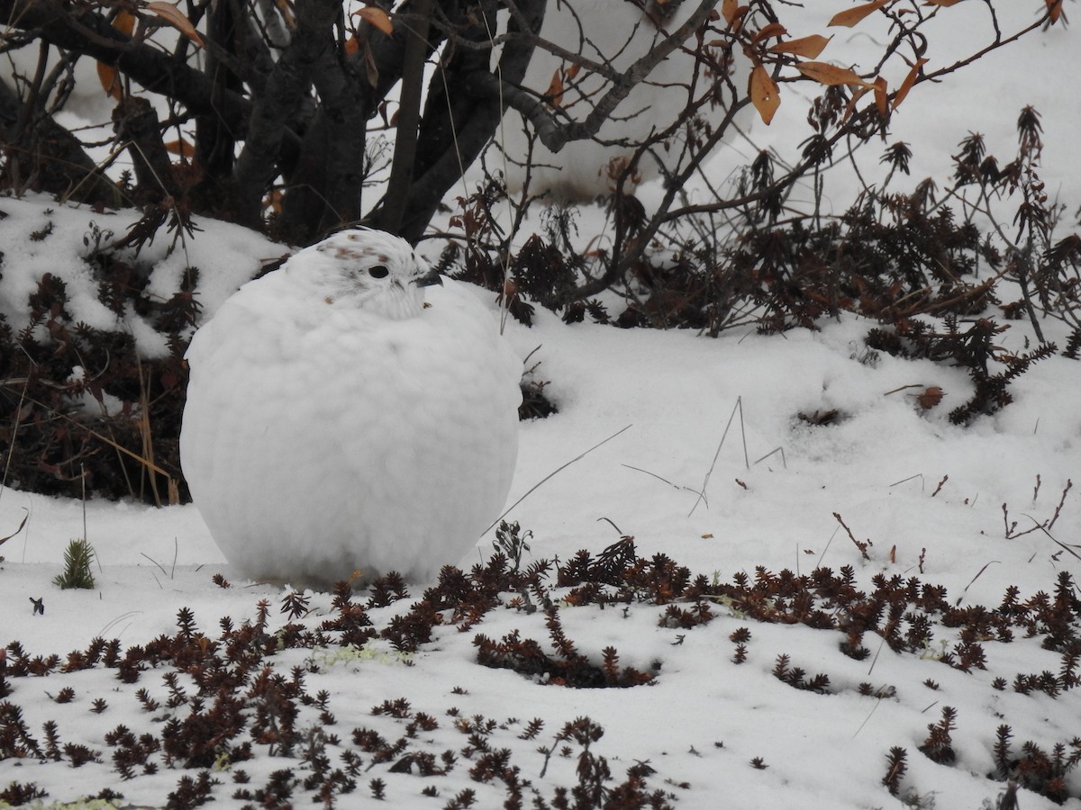 Willow Ptarmigan - Martyn Obbard