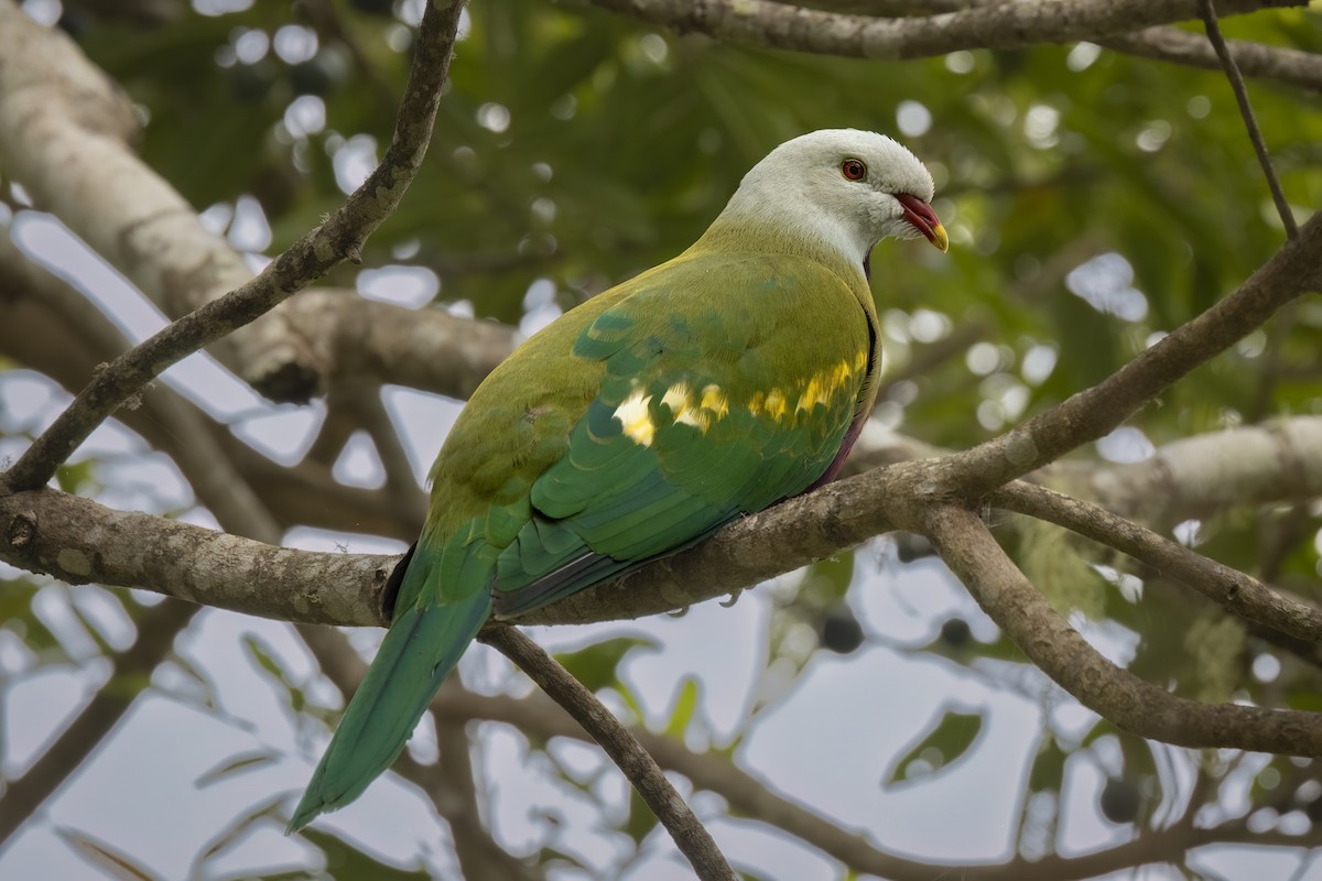 Wompoo Fruit-Dove - ML495532961