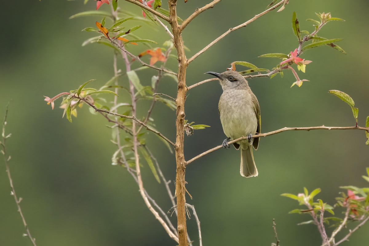 Brown Honeyeater - Hans Wohlmuth