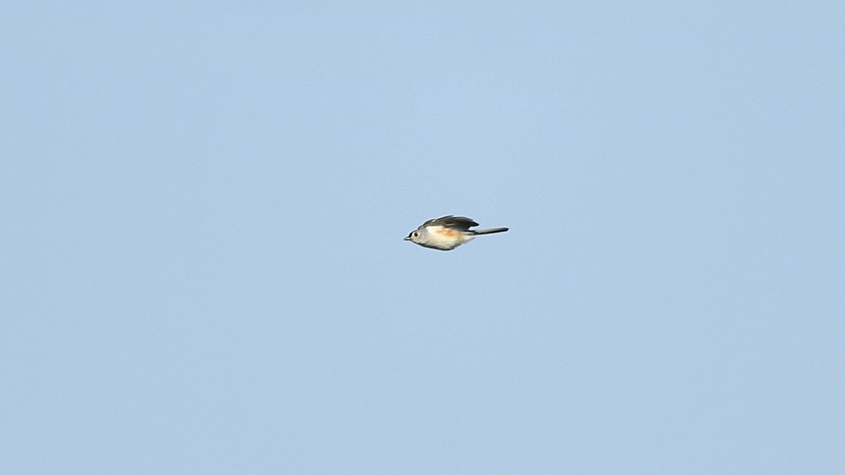Tufted Titmouse - ML495533421