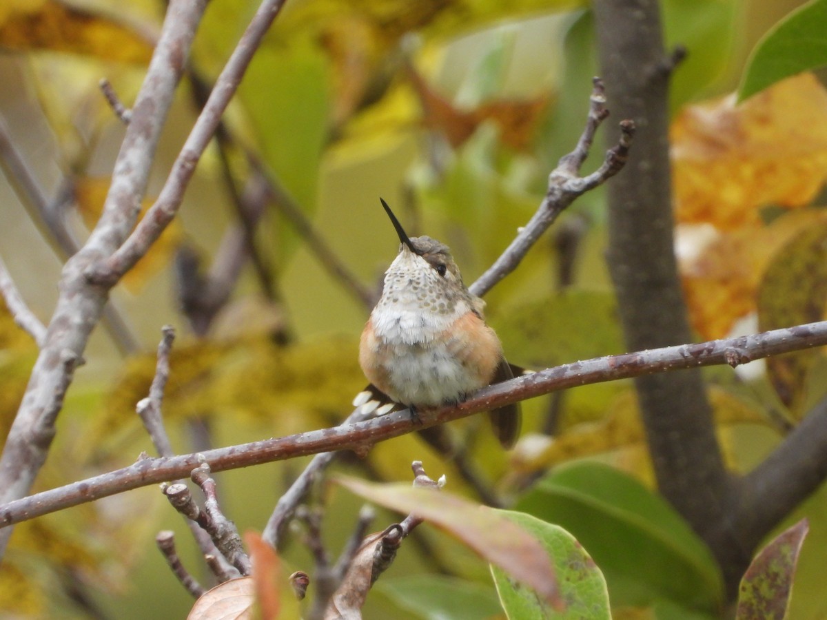 Rufous Hummingbird - ML495534201