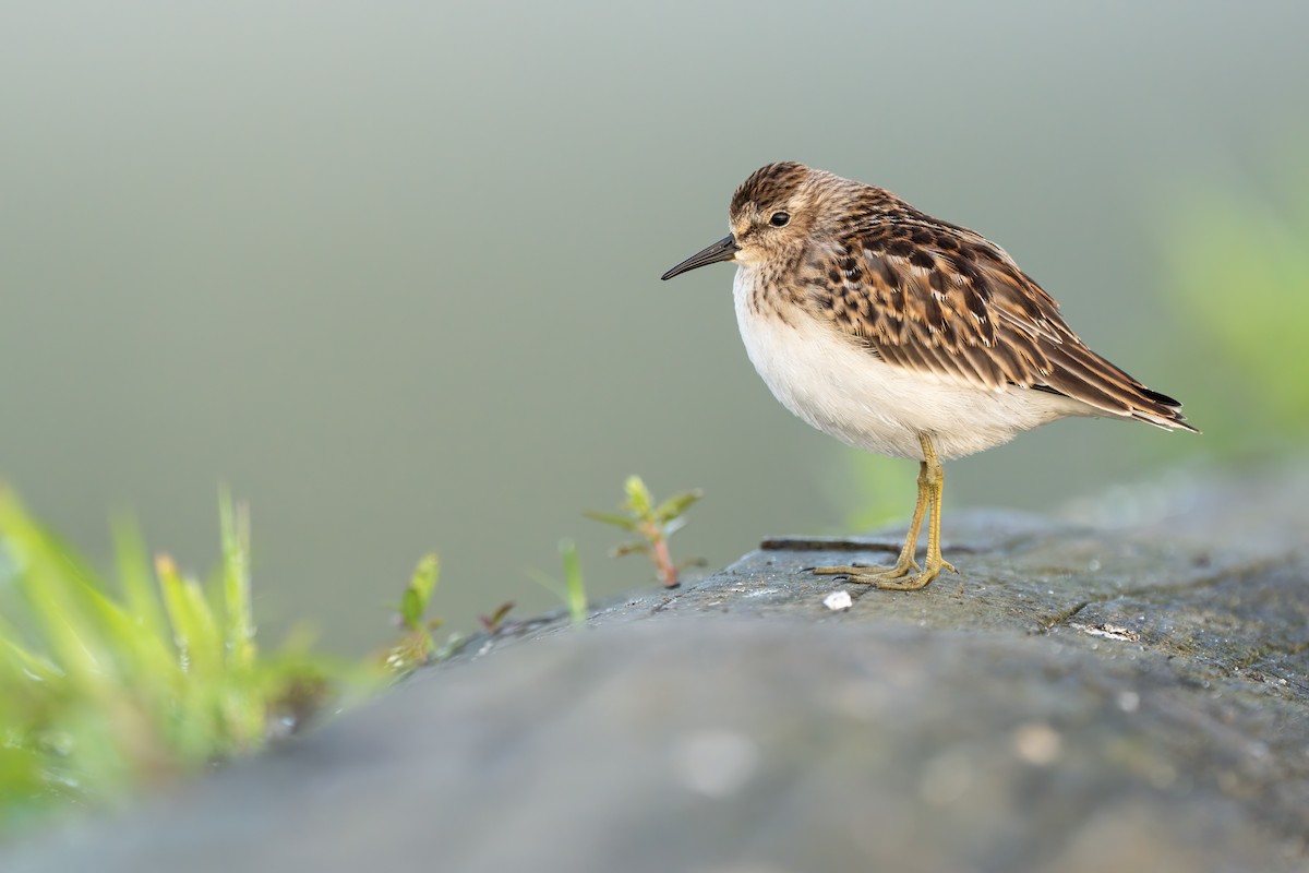 Least Sandpiper - ML495534511