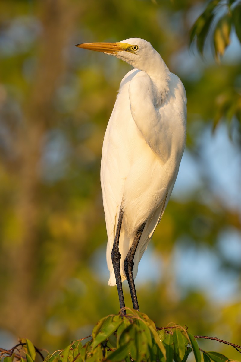 Great Egret - Peter F