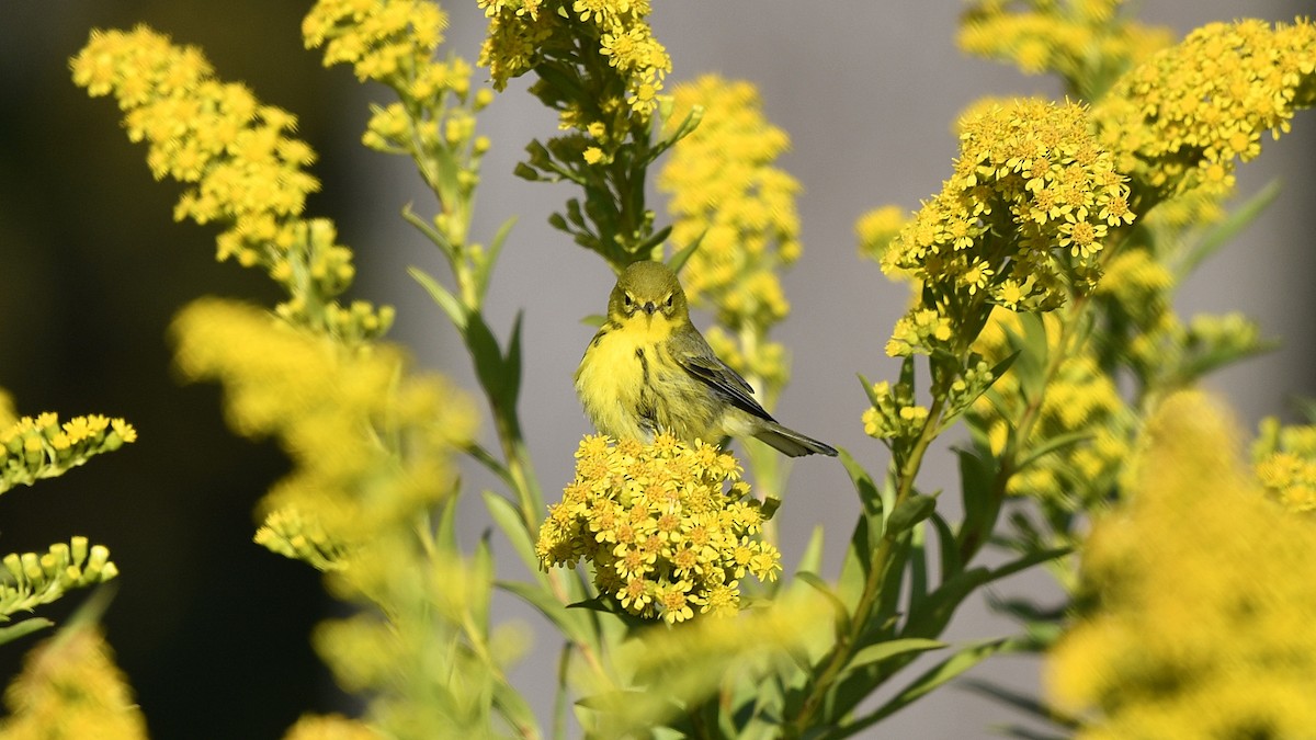 Prairie Warbler - M B