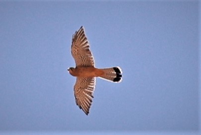 Lesser Kestrel - ML495534701