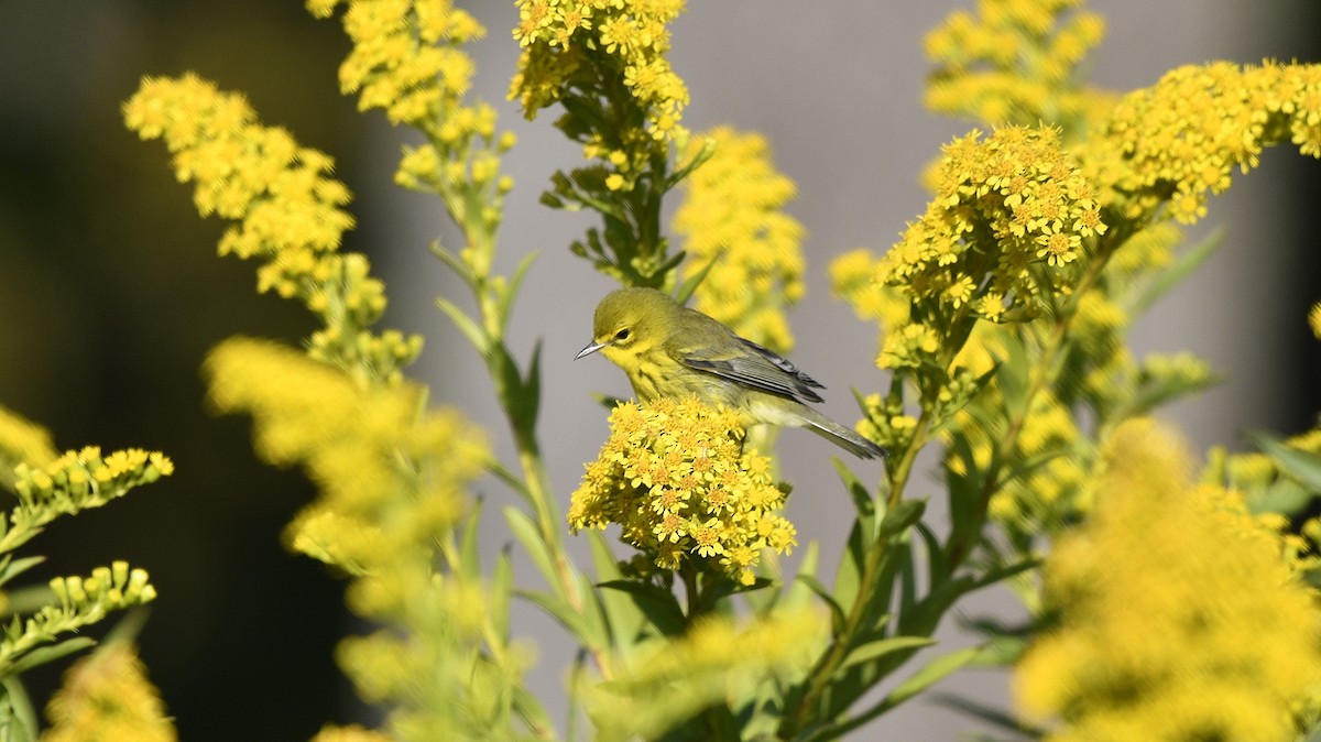 Prairie Warbler - M B