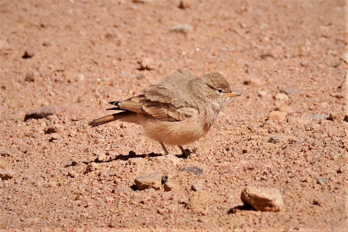 Desert Lark - ML495534961