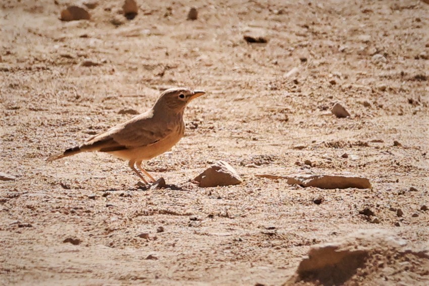 Desert Lark - ML495534981