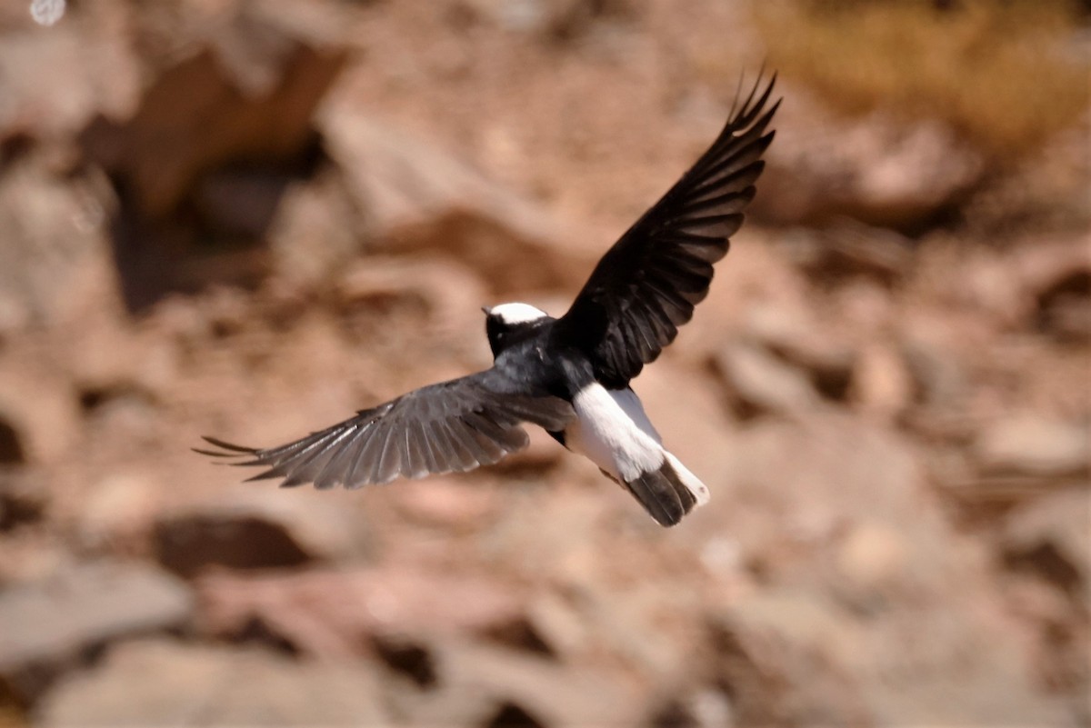 White-crowned Wheatear - ML495535341