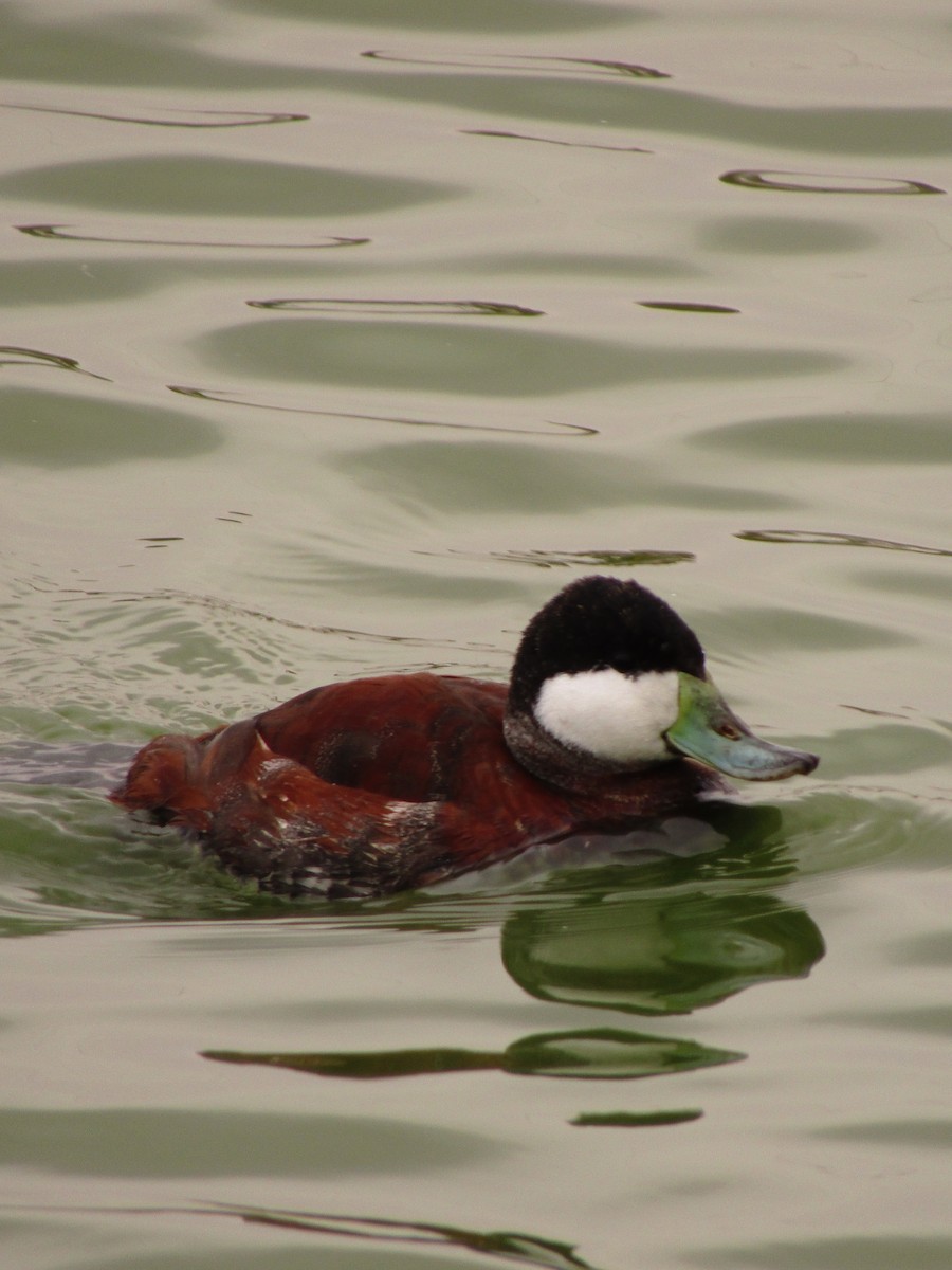 Ruddy Duck - ML495535741