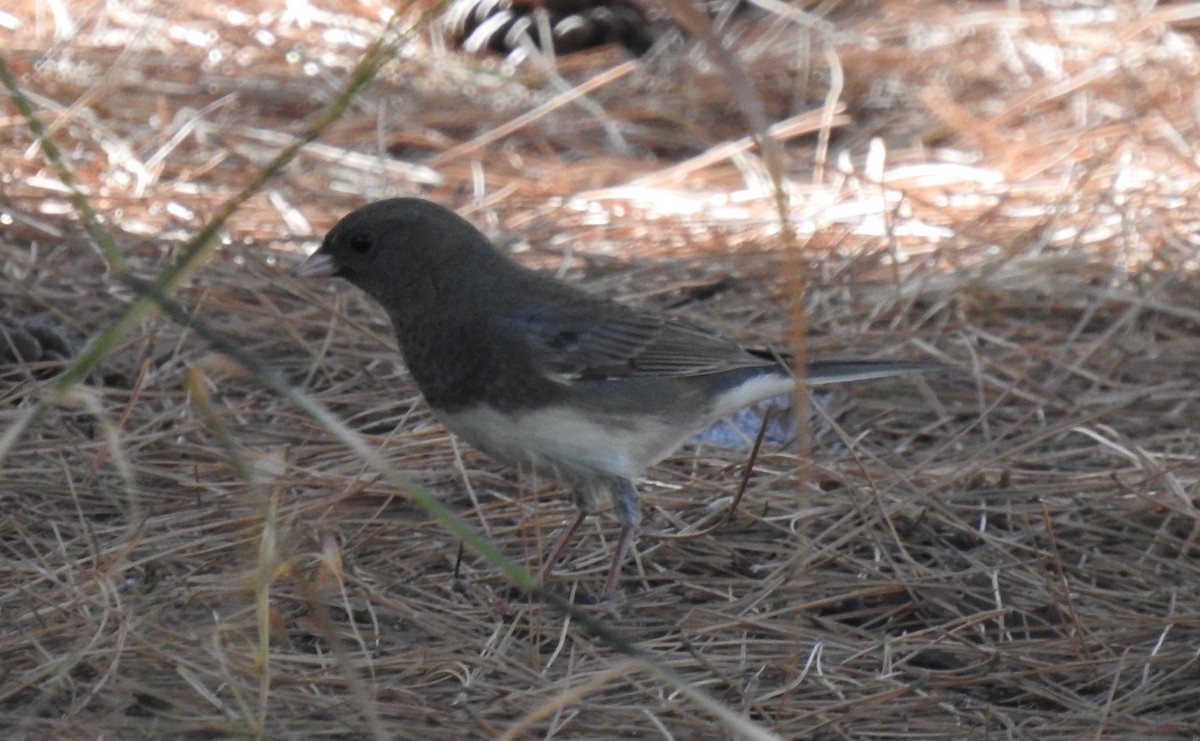 Dark-eyed Junco (Slate-colored/cismontanus) - ML495537131