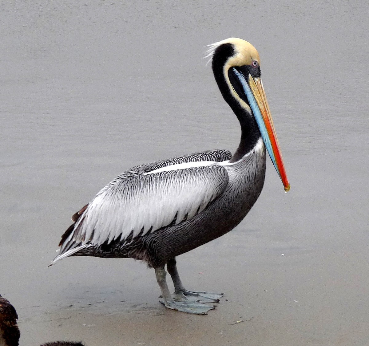 Peruvian Pelican - David Bree