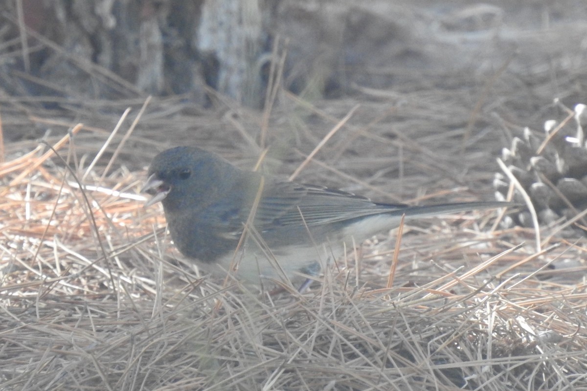 Dark-eyed Junco (Slate-colored/cismontanus) - ML495537241