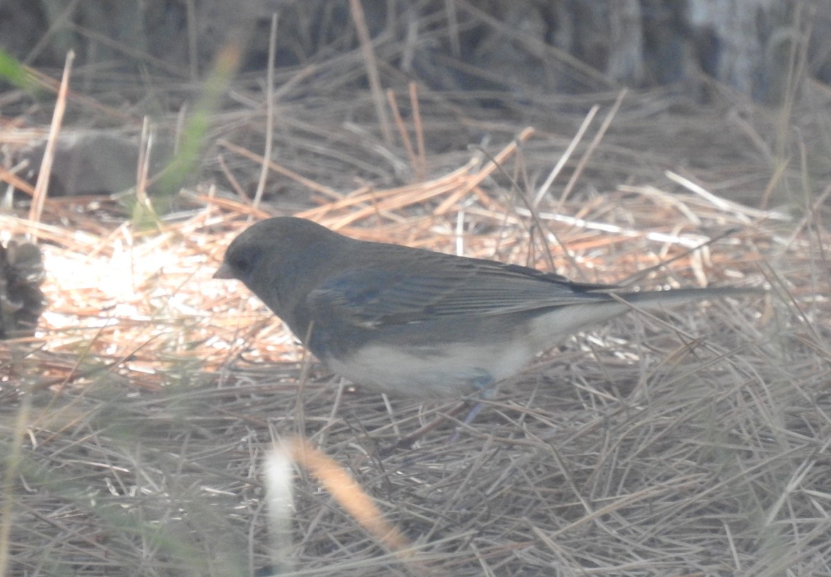 Dark-eyed Junco (Slate-colored/cismontanus) - ML495537301