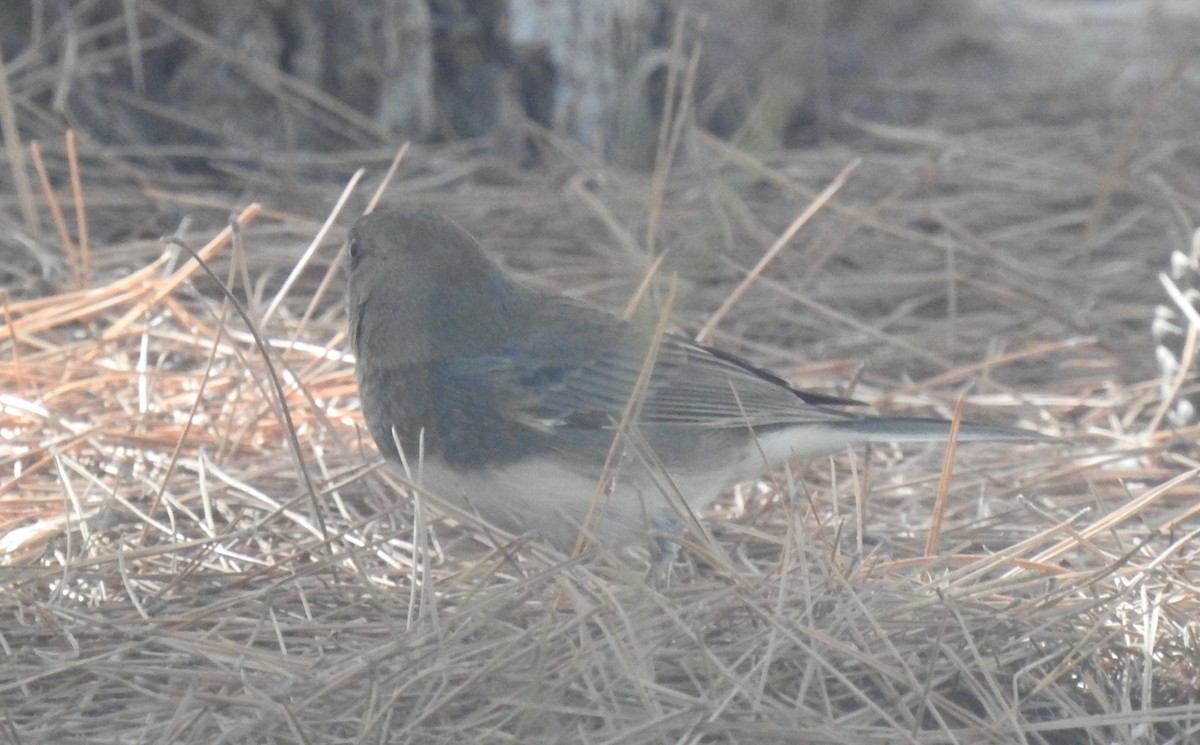 Dark-eyed Junco (Slate-colored/cismontanus) - ML495537341