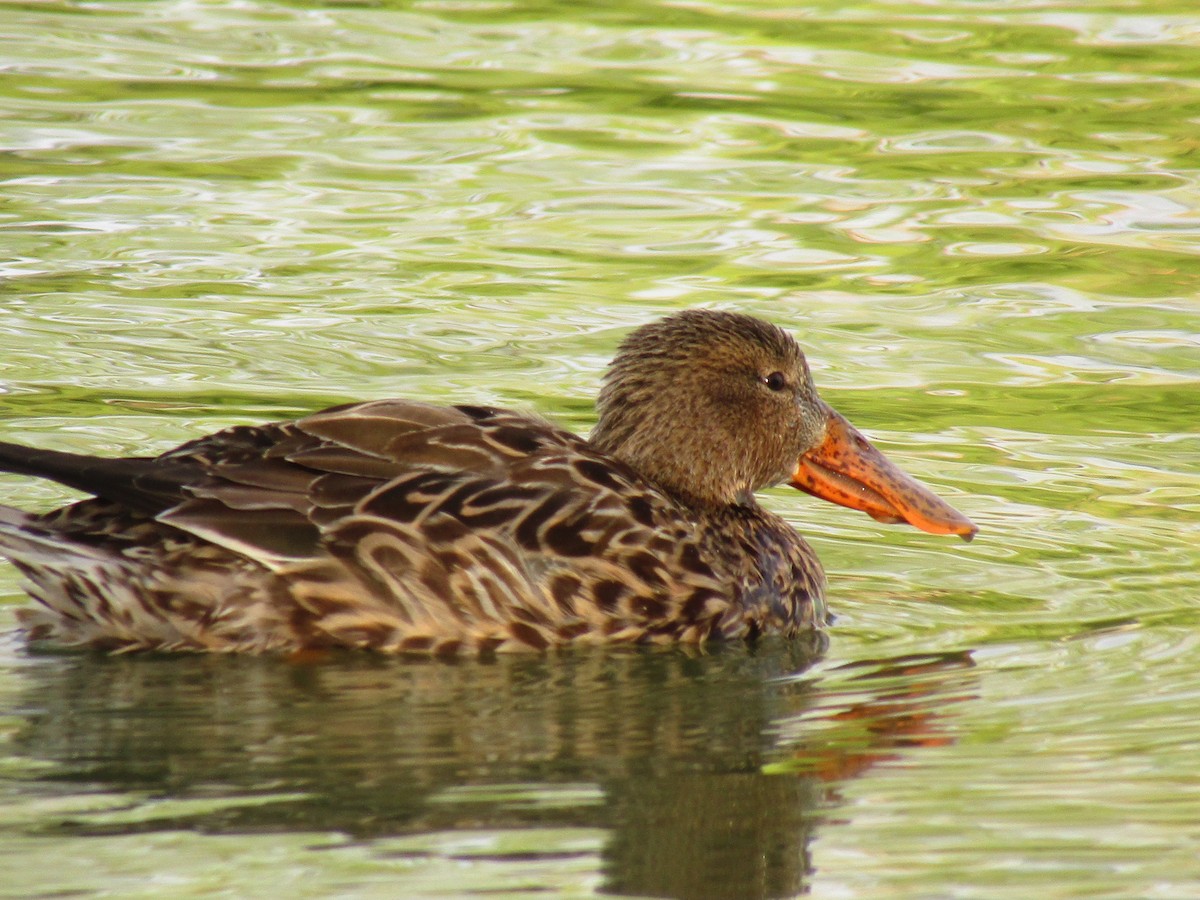 Northern Shoveler - ML495537451