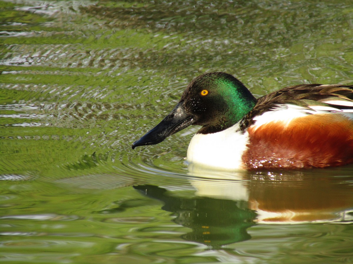 Northern Shoveler - ML495537471