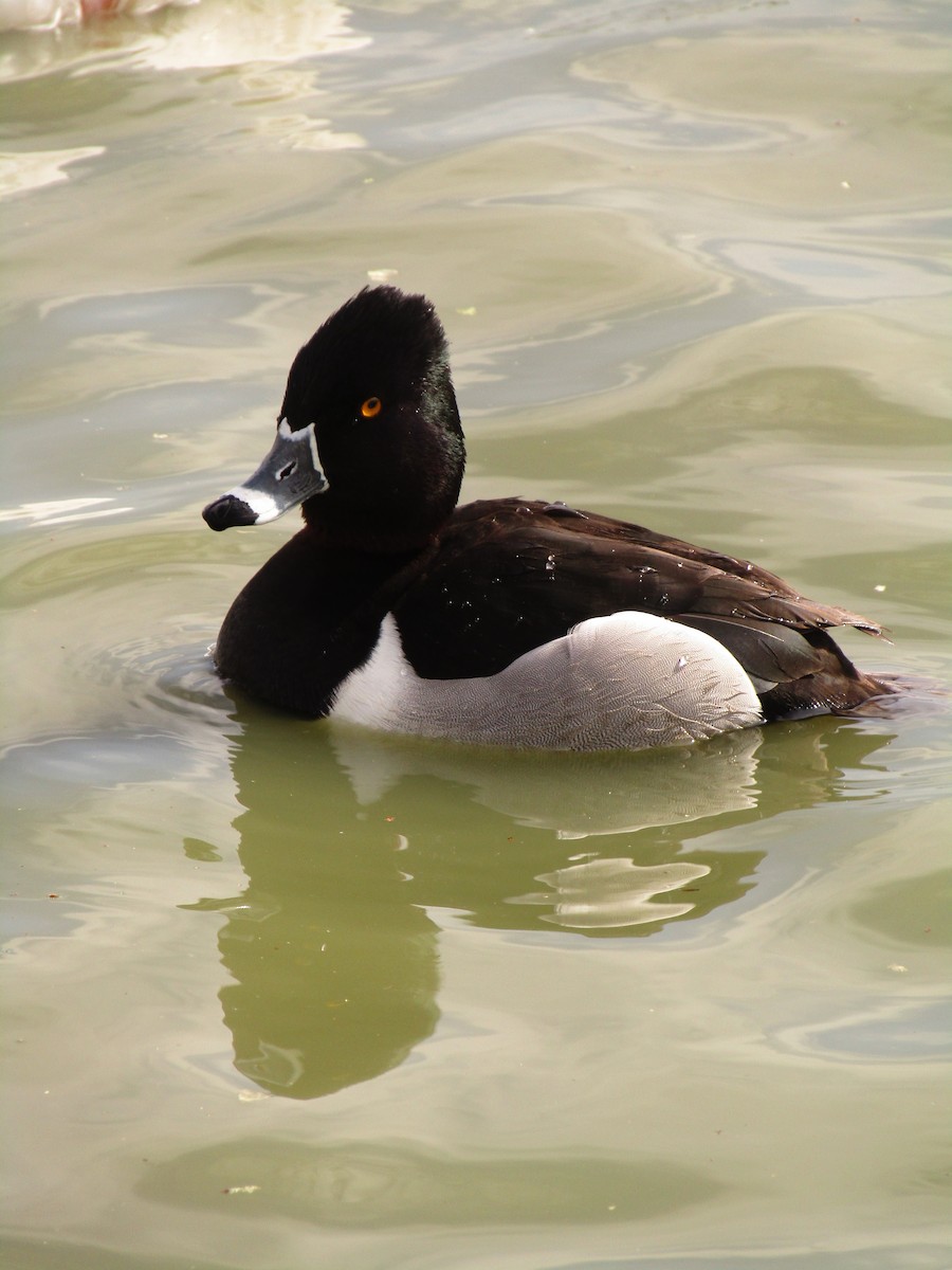 Ring-necked Duck - ML495537641