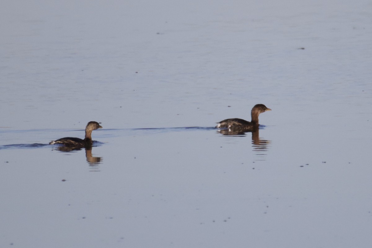 Pied-billed Grebe - ML495537701