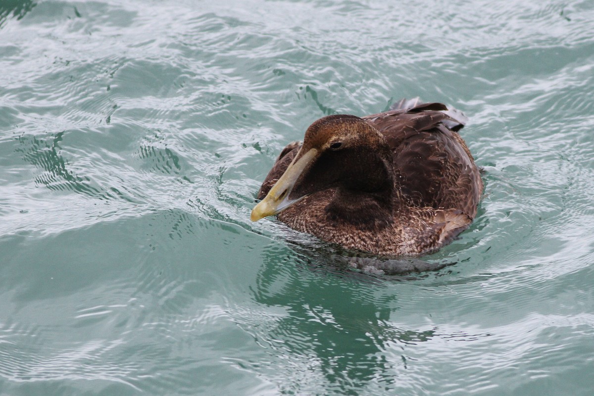 Common Eider (Dresser's) - Alex Lamoreaux