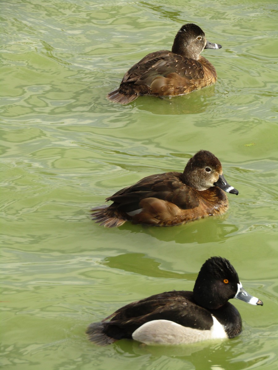 Ring-necked Duck - ML495537801